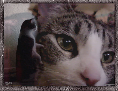 Miss Molly Blue